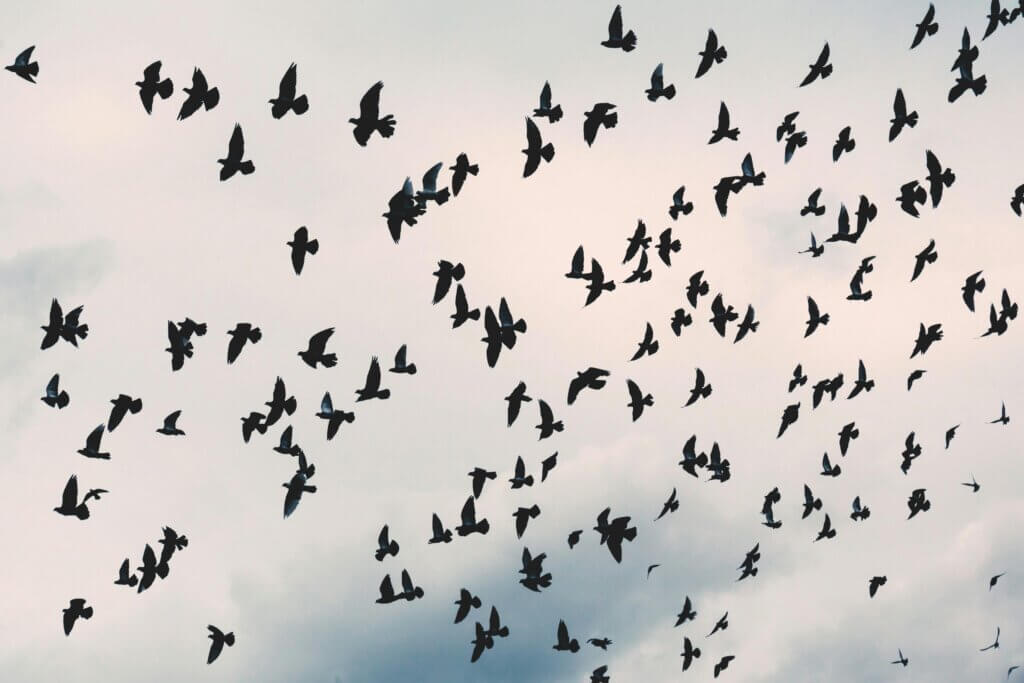 A dramatic silhouette of a flock of birds flying against a cloudy sky, showcasing the beauty of wildlife.